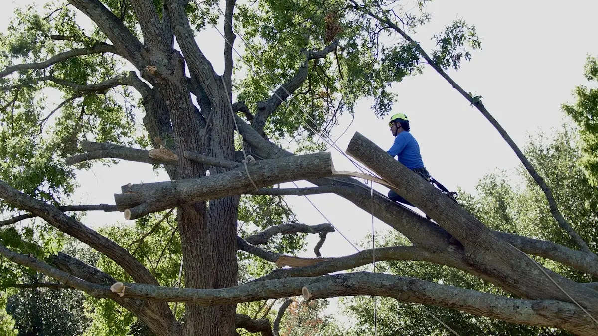 Professional Crown Thinning performed by certified arborists in Frenchboro