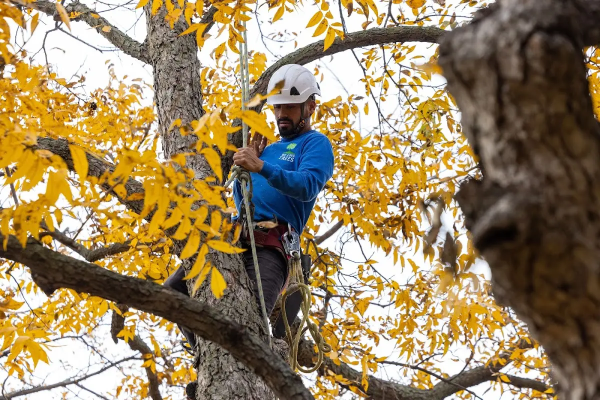 Skilled Tree Planting crew working in Frenchboro